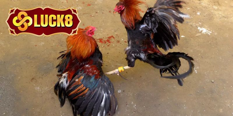 Chú ý mẹo chơi đá gà online Luck8 quản lý vốn