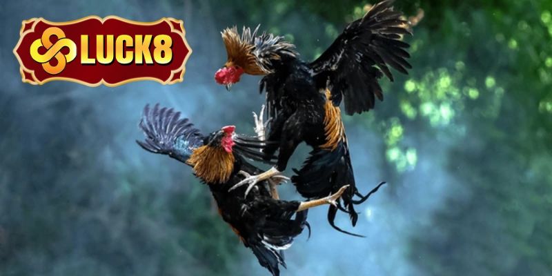Đá gà online là loại hình giải trí tiện lợi