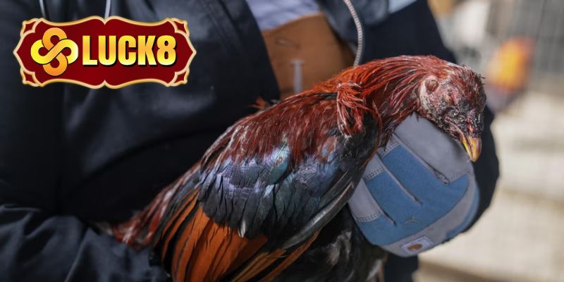 Lưu ý quan trọng khi chơi đá gà cần hội viên ghi nhớ
