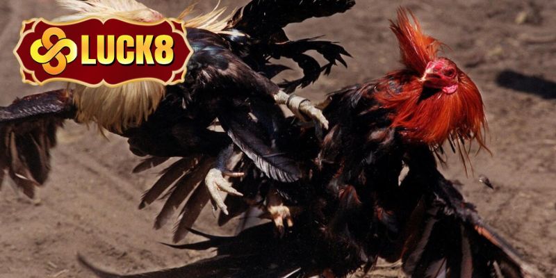 Mẹo chơi đá gà online Luck8